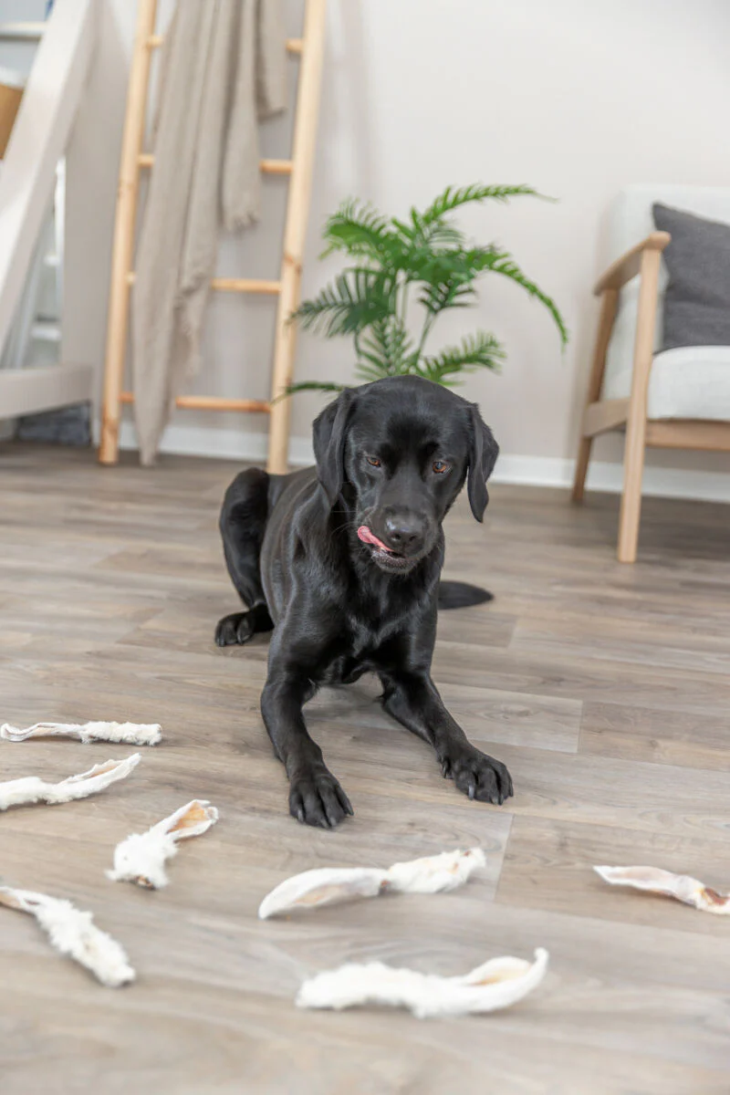 Kausnack Kaninchenohren mit Fell für Hunde - Image 3