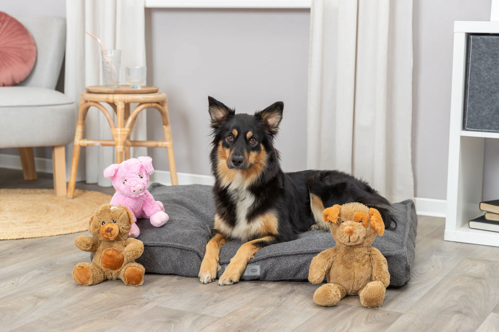 Teddy - Image 3